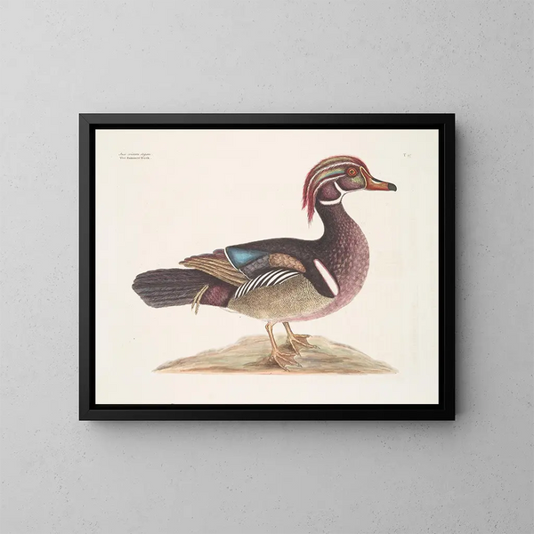 El pato de verano elegante - Mark Catesby — cuadro enmarcado en la pared