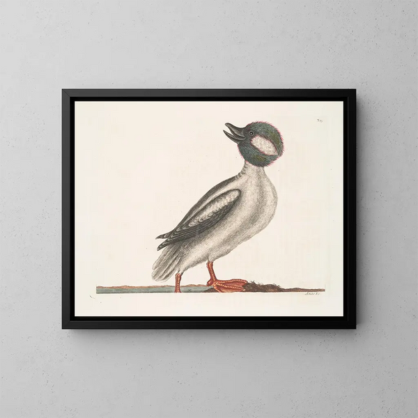 El pato búfalo - Mark Catesby — cuadro enmarcado en la pared