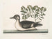 El pequeño pato marrón - Mark Catesby — vista de la obra