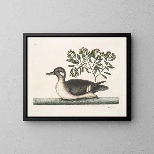 El pequeño pato marrón - Mark Catesby — cuadro enmarcado en la pared