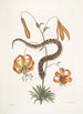 Anguis capite viperino Le Serpent à nez retroussé Lilium c - Mark Catesby — vista de la obra