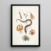 Anguis capite viperino Le Serpent à nez retroussé Lilium c - Mark Catesby — cuadro enmarcado en la pared