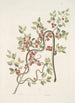 Anguis viridis The Green Snake Cassena c - Mark Catesby — artwork view