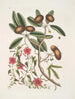 Anona foliis Laurinis Le Sappadillo Convolvulus feuilles panachées c - Mark Catesby — vista de la obra