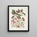 Anona foliis Laurinis Le Sappadillo Convolvulus feuilles panachées c - Mark Catesby — cuadro enmarcado en la pared