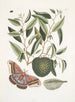 Anona maxima c Phalna magna The largest butterfly of Caroline The caterpillar of this butterfly - Mark Catesby — artwork view