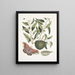 Anona maxima c Phalna magna The largest butterfly of Caroline The caterpillar of this butterfly - Mark Catesby — framed artwork on a wall