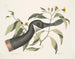 Oie del Canadá Crisantemo c - Mark Catesby — vista de la obra
