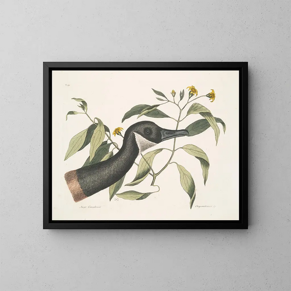 Oie del Canadá Crisantemo c - Mark Catesby — cuadro enmarcado en la pared