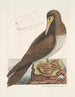 El loco es un pájaro marrón similar a la oca de Bassano - Mark Catesby — vista de la obra