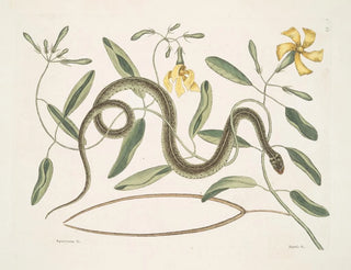 Mark Catesby - Apocynum c Angis viridis maculatus The GreenSpotted Snake.webp