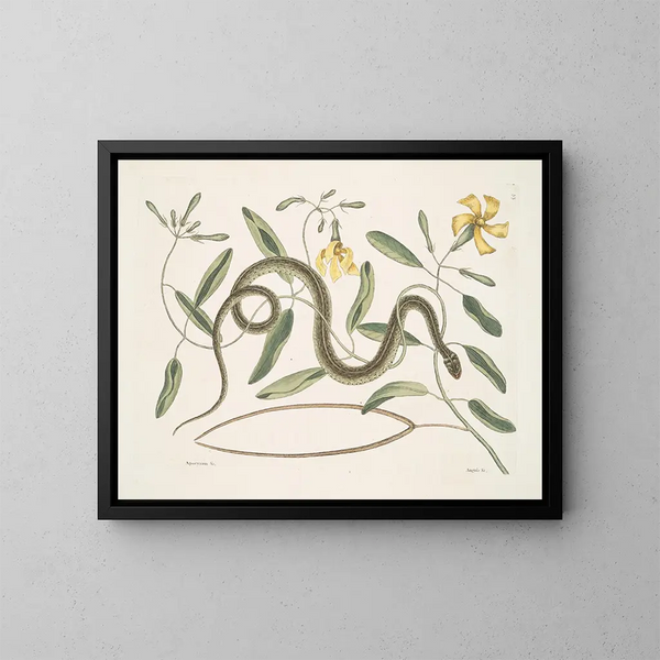 Apocynum c. Angis viridis maculatus, el serpiente verde manchada - Mark Catesby — cuadro enmarcado en la pared