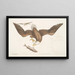 Aquila capite Albo L'Aigle à tête blanche The size of the eagle's head - Mark Catesby — framed artwork on a wall