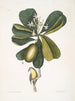 Tonnelle Jasmin floribus Los Siete Años Pomme Parus Bahamensis Los Bahamas Titmous - Mark Catesby — vista de la obra