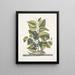 Arbor Populi c Harengus c The Pilchard - Mark Catesby — framed artwork on a wall