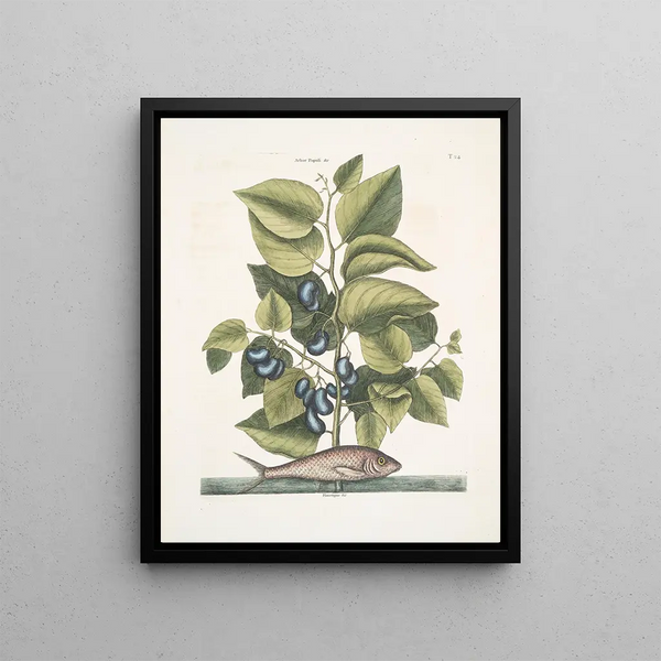 Mark Catesby - Arbor Populi c Harengus c The Pilchard.webp