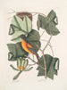 Arbor Tulipifera Le Tulipier Icterus L'Oiseau de Baltimore - Mark Catesby — artwork view