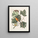Arbor Tulipifera Le Tulipier Icterus L'Oiseau de Baltimore - Mark Catesby — framed artwork on a wall
