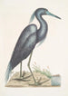 Ardea caerulea The Blue Heron - Mark Catesby — artwork view