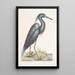 Ardea caerulea The Blue Heron - Mark Catesby — framed artwork on a wall