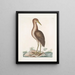 Ardea stellaris The Great Blue Heron - Mark Catesby — framed artwork on a wall