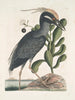 Ardea stellaris cristata Americana El zambullidor de corona Lobelia c - Mark Catesby — vista de la obra