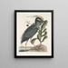 Ardea stellaris cristata Americana El zambullidor de corona Lobelia c - Mark Catesby — cuadro enmarcado en la pared
