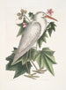 Ardea alba El pequeño heron blanco Ketmia c - Mark Catesby — vista de la obra