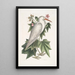Ardea alba El pequeño heron blanco Ketmia c - Mark Catesby — cuadro enmarcado en la pared
