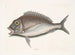 El Porgy Aurata - Mark Catesby — vista de la obra