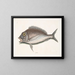 El Porgy Aurata - Mark Catesby — cuadro enmarcado en la pared