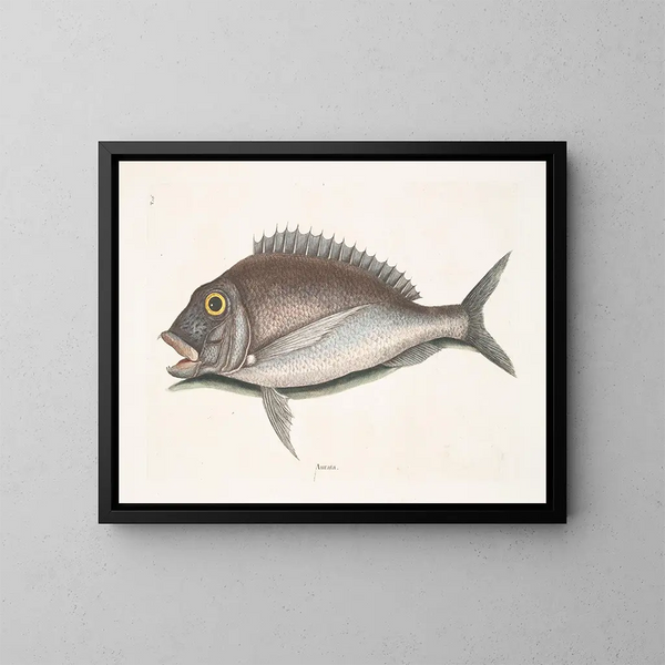 El Porgy Aurata - Mark Catesby — cuadro enmarcado en la pared