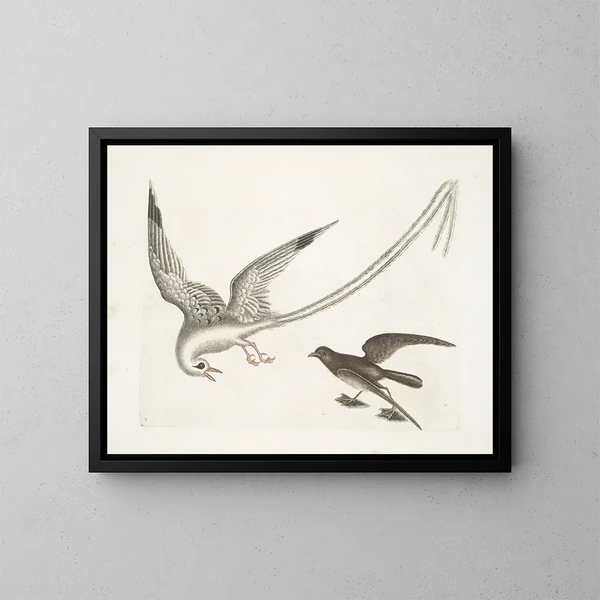 L'oiseau des tempêtes - Mark Catesby — cuadro enmarcado en la pared
