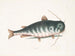 El Pez gato - Mark Catesby — vista de la obra