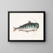 El Pez gato - Mark Catesby — cuadro enmarcado en la pared