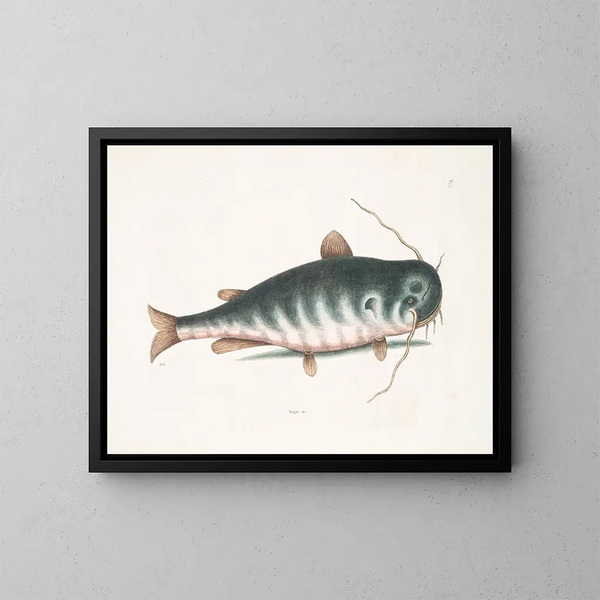 El Pez gato - Mark Catesby — cuadro enmarcado en la pared