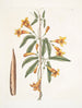 Bignonia Americana - Mark Catesby — vista de la obra
