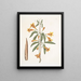 Bignonia Americana - Mark Catesby — cuadro enmarcado en la pared