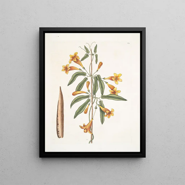 Mark Catesby - Bignonia Americana.webp