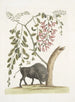 Bisonte de América Pseudo Acacia hispida con flores rosas - Mark Catesby — vista de la obra