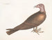 Buse a cabeza de pavo real - Mark Catesby — vista de la obra