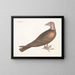Buse a cabeza de pavo real - Mark Catesby — cuadro enmarcado en la pared