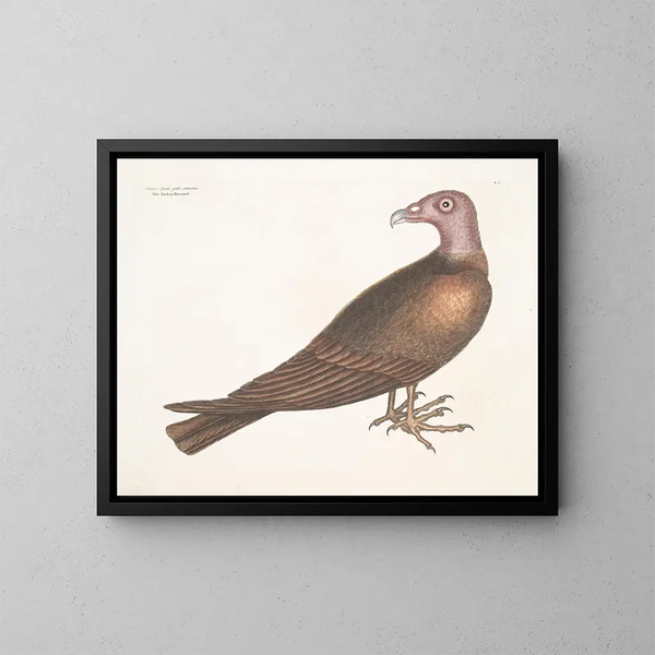 Buse a cabeza de pavo real - Mark Catesby — cuadro enmarcado en la pared