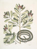 Calyculato c Winters Bark Serpiente marrón delgada La culebra de cinta - Mark Catesby — vista de la obra