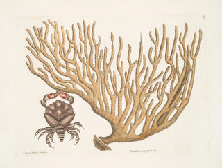 Mark Catesby - Cancer Chelis Rubris The resclaw Crab Titanokeratophyton c.webp