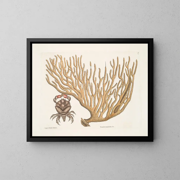 Cancer chelis rubris, le crabe à griffes résilientes - Mark Catesby — cuadro enmarcado en la pared