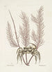Cancer arenarius El cangrejo de arena Lithophyton c - Mark Catesby — vista de la obra