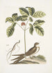 Caprimulgus minor Americanus L'engoulevent Aureliana Canadensis The ginseng or ninsin of the Chinese - Mark Catesby — artwork view