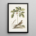 Caprimulgus minor Americanus L'engoulevent Aureliana Canadensis The ginseng or ninsin of the Chinese - Mark Catesby — framed artwork on a wall