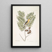 Carduelis Americanus The American goldfinch Acacia abruoe foliis c Acacia - Mark Catesby — framed artwork on a wall
